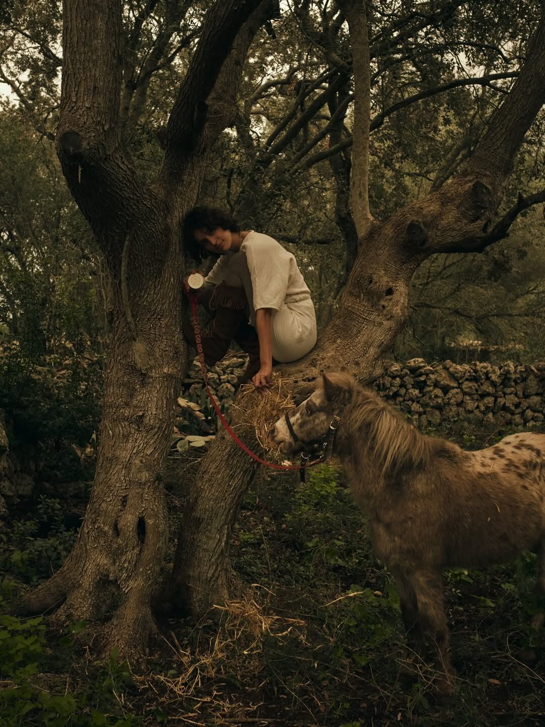 mediterranean forest at ozina camp